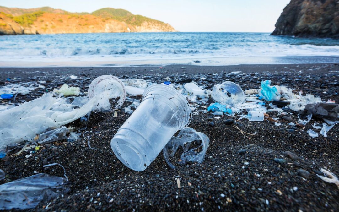 Championing marine conservation in Dartmouth